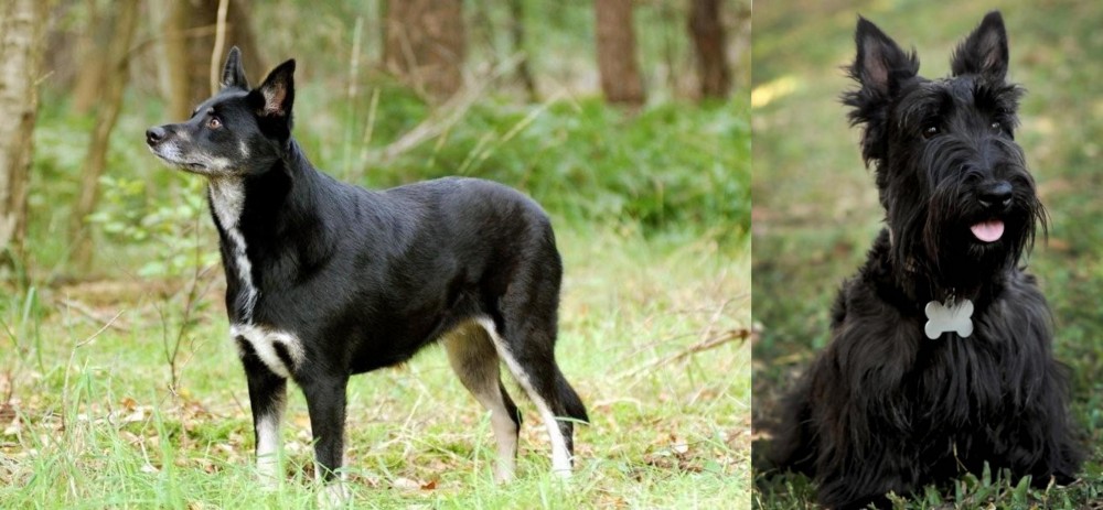 Scoland Terrier vs Lapponian Herder - Breed Comparison