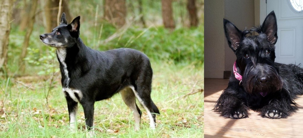 Scottish Terrier vs Lapponian Herder - Breed Comparison