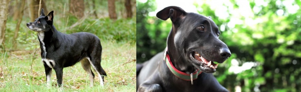 Shepard Labrador vs Lapponian Herder - Breed Comparison