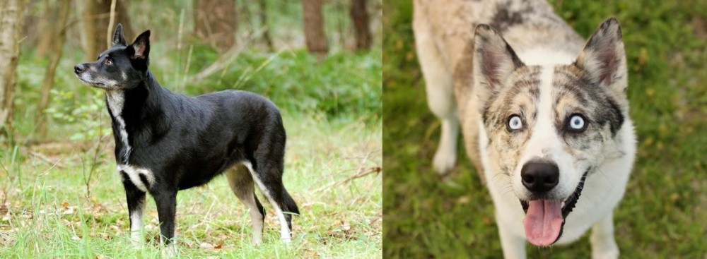Shepherd Husky vs Lapponian Herder - Breed Comparison