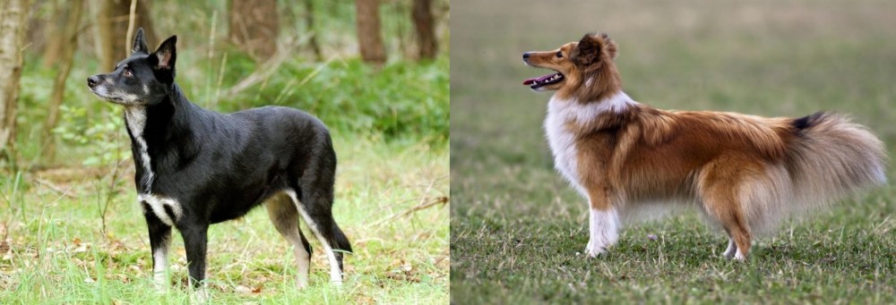 Shetland Sheepdog vs Lapponian Herder - Breed Comparison