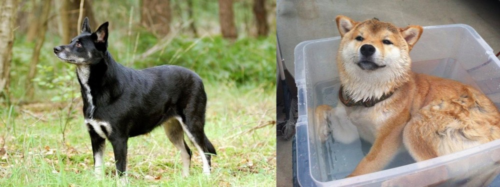 Shiba Inu vs Lapponian Herder - Breed Comparison