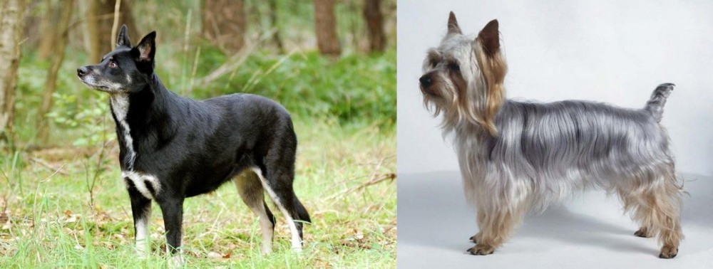 Silky Terrier vs Lapponian Herder - Breed Comparison