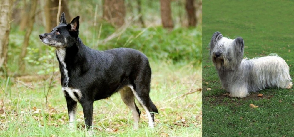 Skye Terrier vs Lapponian Herder - Breed Comparison