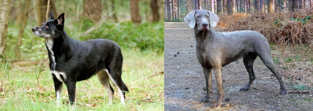 Slovensky Hrubosrsty Stavac vs Lapponian Herder - Breed Comparison