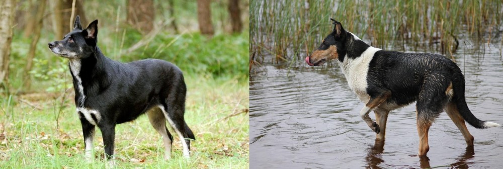 Smooth Collie vs Lapponian Herder - Breed Comparison