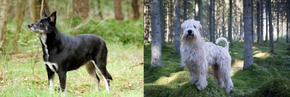 Soft-Coated Wheaten Terrier vs Lapponian Herder - Breed Comparison