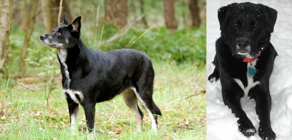 St. John's Water Dog vs Lapponian Herder - Breed Comparison