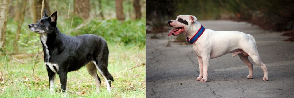 Staffordshire Bull Terrier vs Lapponian Herder - Breed Comparison