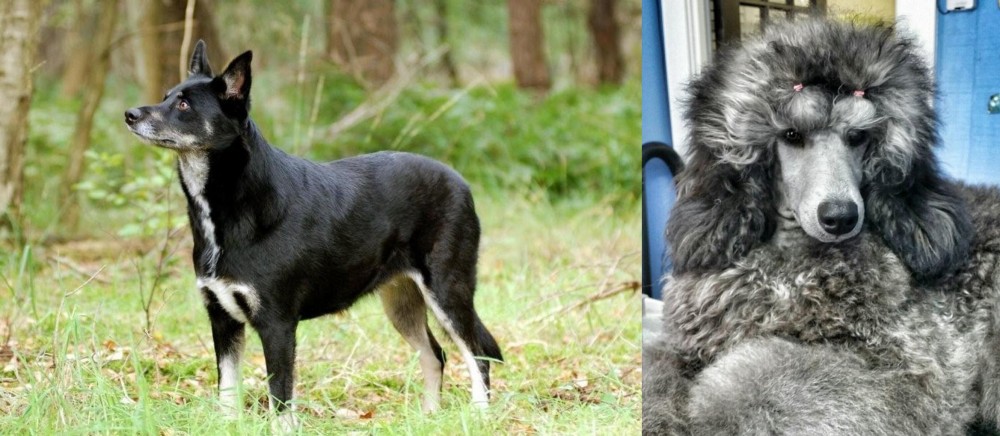 Standard Poodle vs Lapponian Herder - Breed Comparison
