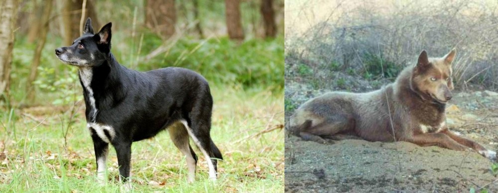 Tahltan Bear Dog vs Lapponian Herder - Breed Comparison