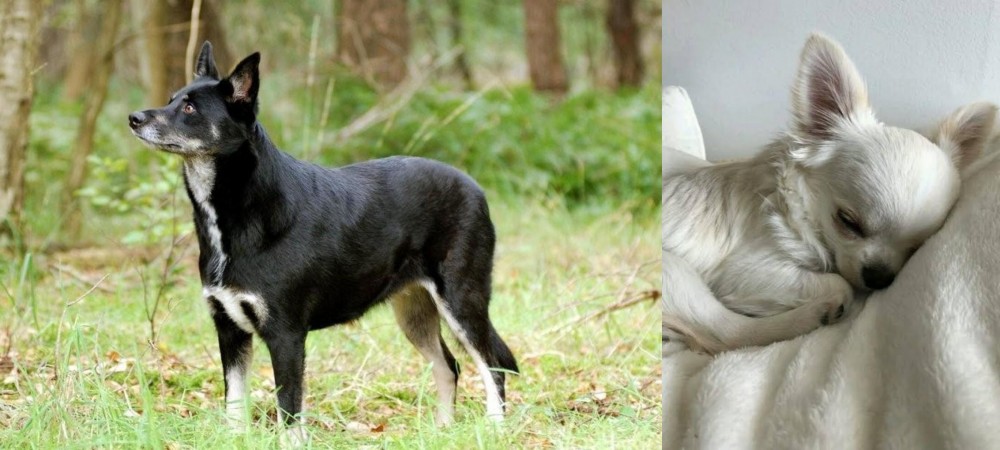 Tea Cup Chihuahua vs Lapponian Herder - Breed Comparison