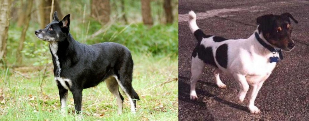 Teddy Roosevelt Terrier vs Lapponian Herder - Breed Comparison