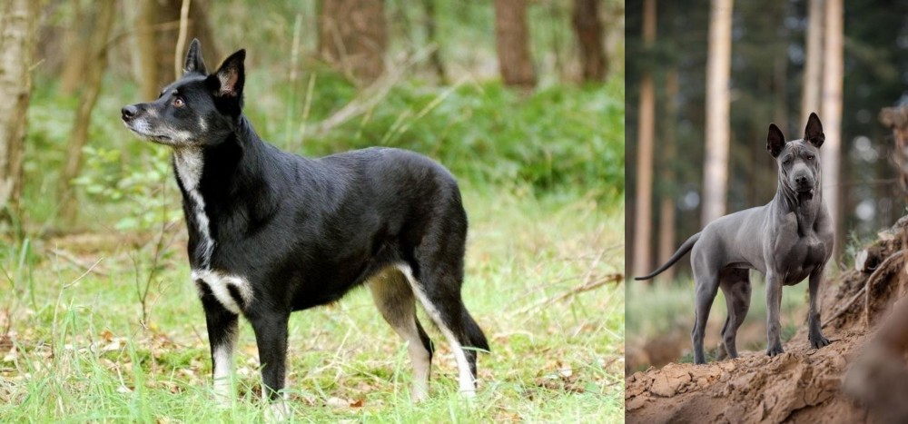 Thai Ridgeback vs Lapponian Herder - Breed Comparison