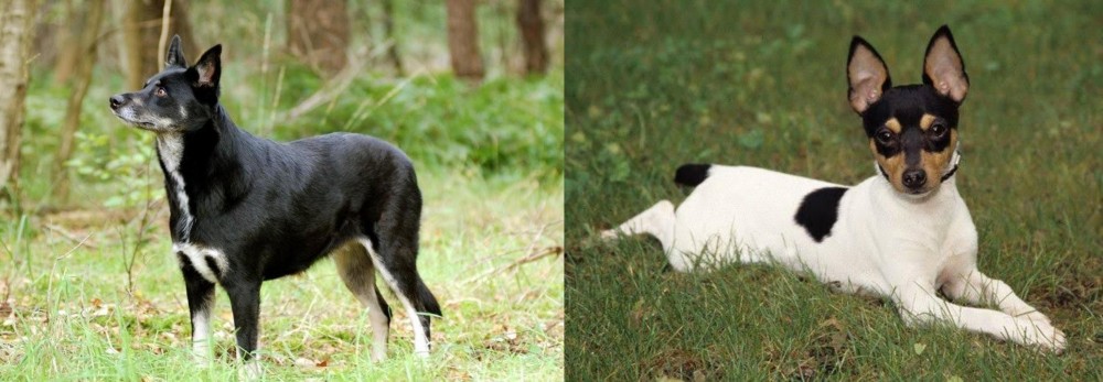 Toy Fox Terrier vs Lapponian Herder - Breed Comparison