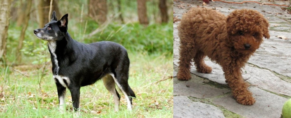 Toy Poodle vs Lapponian Herder - Breed Comparison
