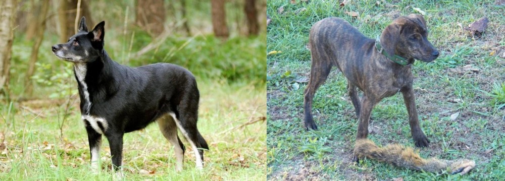 Treeing Cur vs Lapponian Herder - Breed Comparison