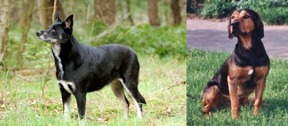 Tyrolean Hound vs Lapponian Herder - Breed Comparison