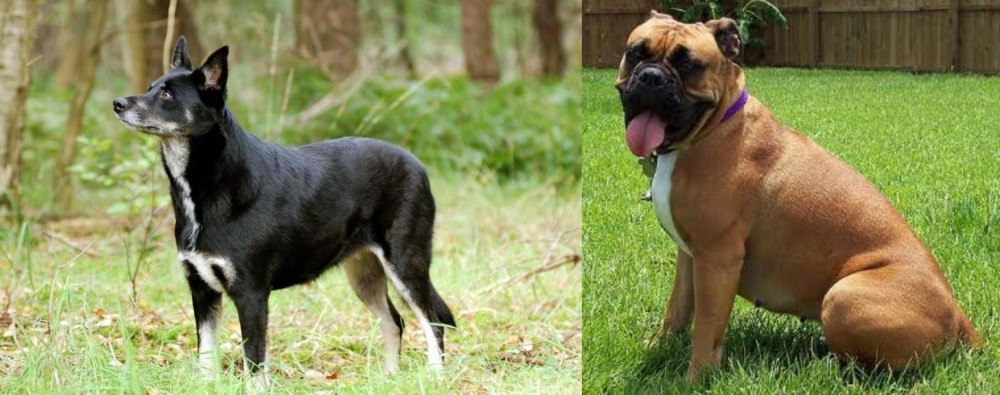 Valley Bulldog vs Lapponian Herder - Breed Comparison