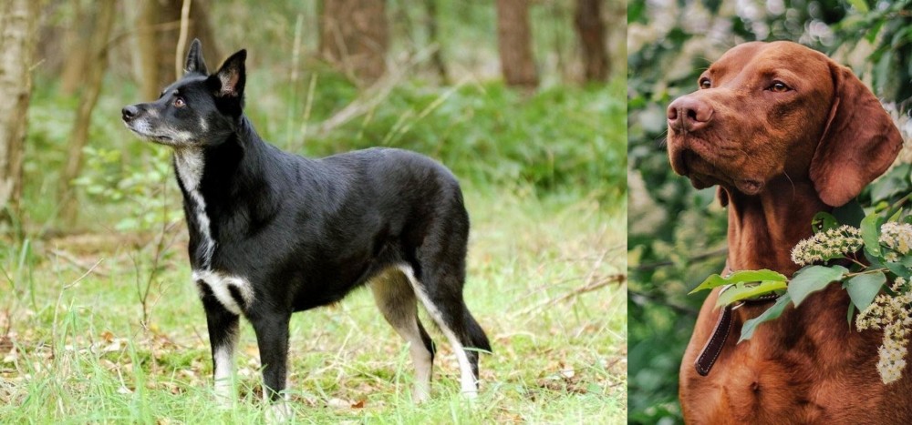 Vizsla vs Lapponian Herder - Breed Comparison