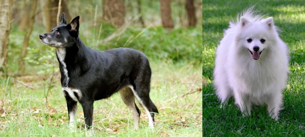 Volpino Italiano vs Lapponian Herder - Breed Comparison