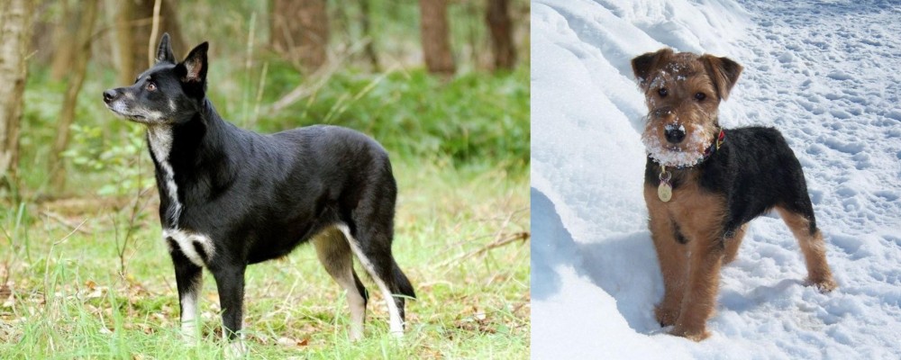 Welsh Terrier vs Lapponian Herder - Breed Comparison