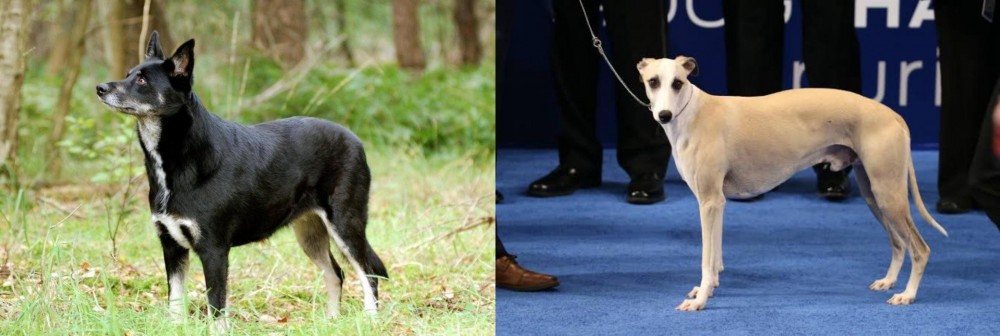 Whippet vs Lapponian Herder - Breed Comparison