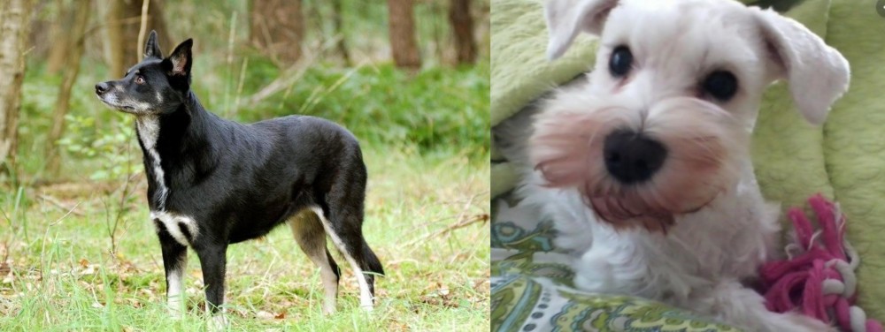 White Schnauzer vs Lapponian Herder - Breed Comparison