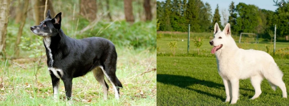 White Shepherd vs Lapponian Herder - Breed Comparison