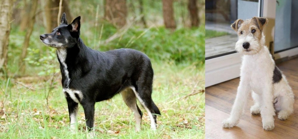 Wire Fox Terrier vs Lapponian Herder - Breed Comparison