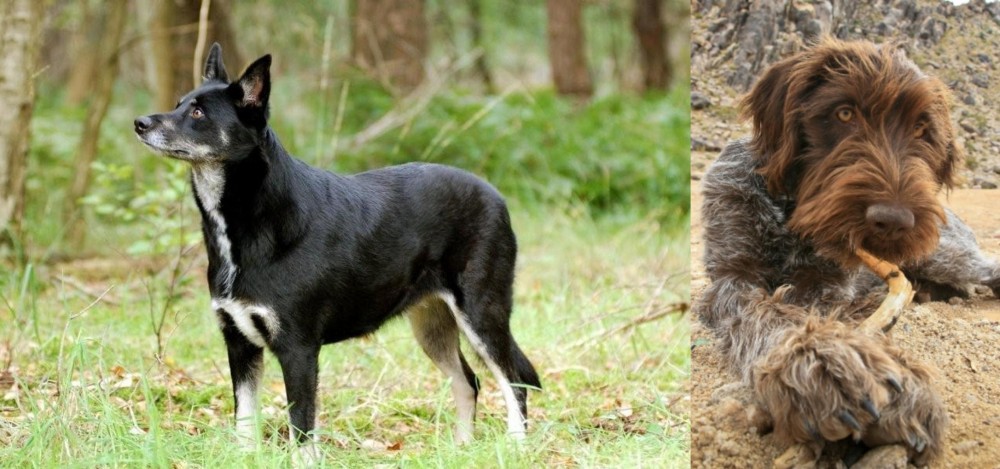 Wirehaired Pointing Griffon vs Lapponian Herder - Breed Comparison