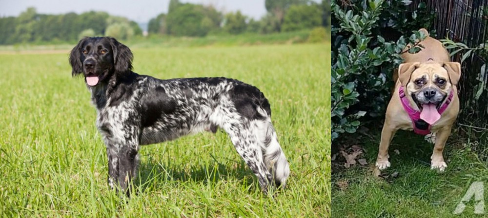 Beabull vs Large Munsterlander - Breed Comparison