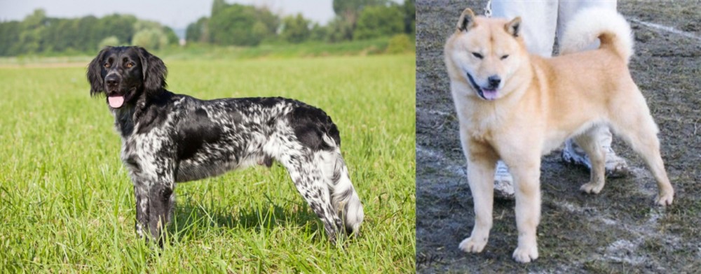Hokkaido vs Large Munsterlander - Breed Comparison