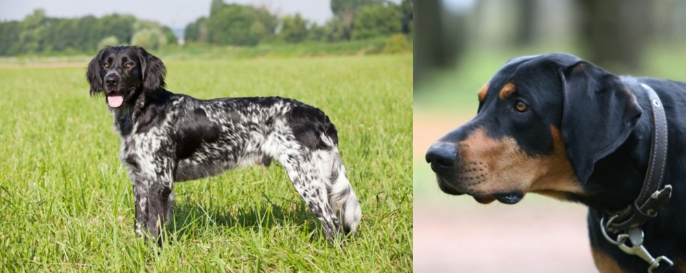 Lithuanian Hound vs Large Munsterlander - Breed Comparison
