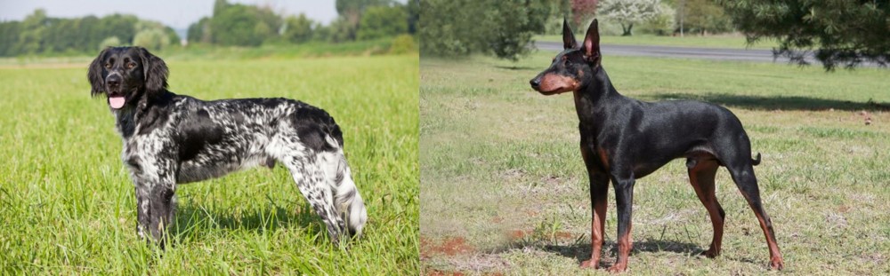 Manchester Terrier vs Large Munsterlander - Breed Comparison