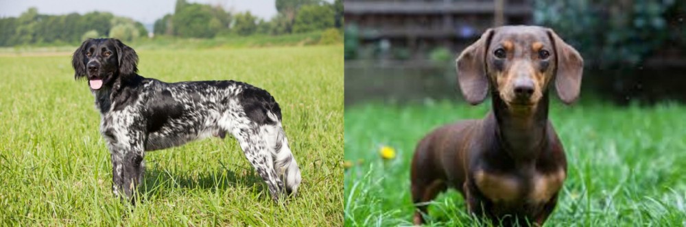 Miniature Dachshund vs Large Munsterlander - Breed Comparison