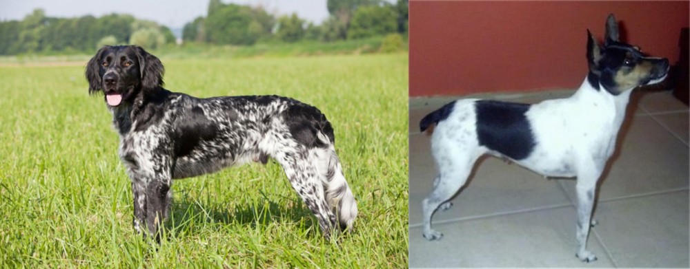 Miniature Fox Terrier vs Large Munsterlander - Breed Comparison