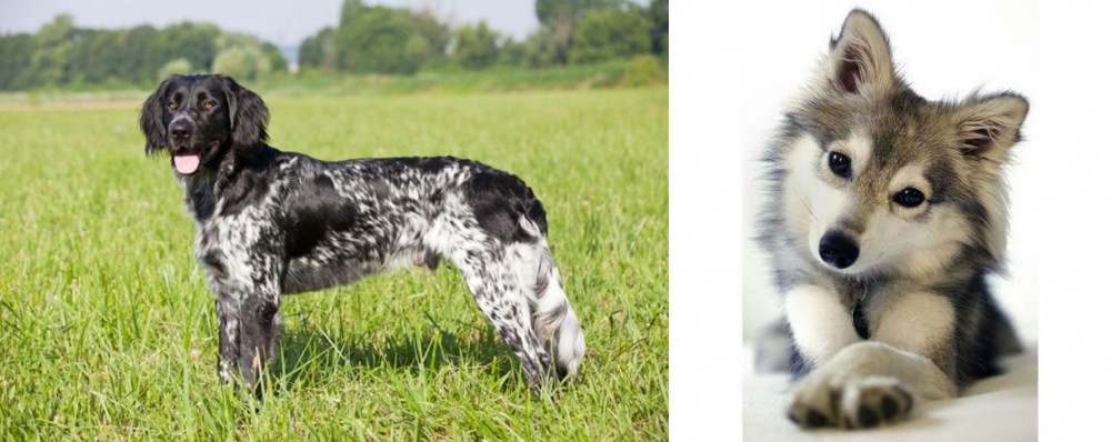 Miniature Siberian Husky vs Large Munsterlander - Breed Comparison