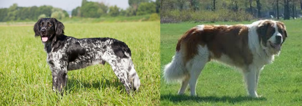 Moscow Watchdog vs Large Munsterlander - Breed Comparison