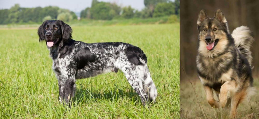 Native American Indian Dog vs Large Munsterlander - Breed Comparison