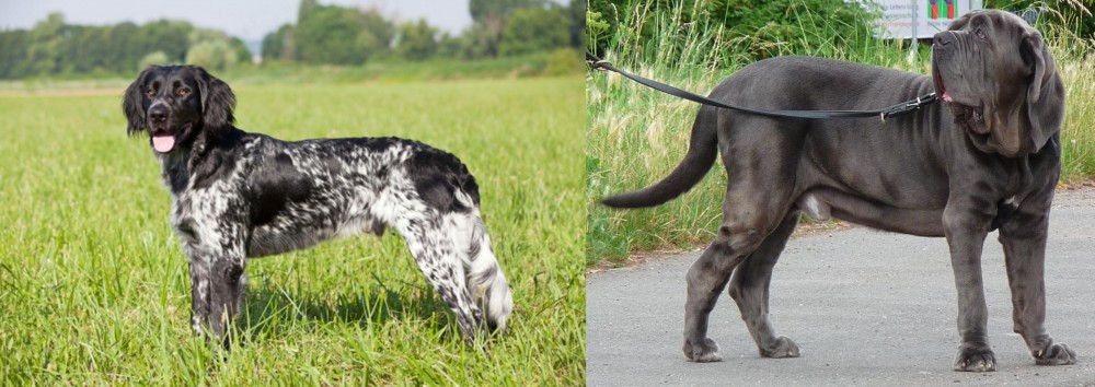 Neapolitan Mastiff vs Large Munsterlander - Breed Comparison