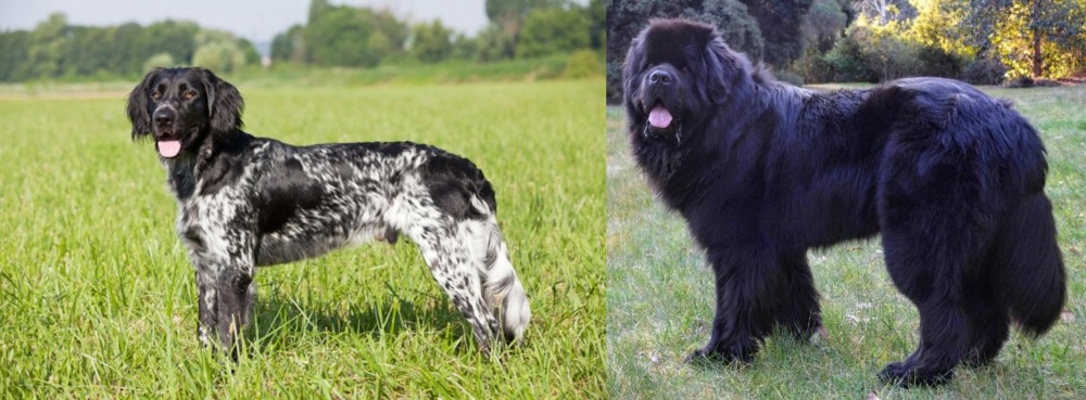 Newfoundland Dog vs Large Munsterlander - Breed Comparison