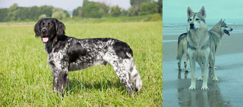 Northern Inuit Dog vs Large Munsterlander - Breed Comparison