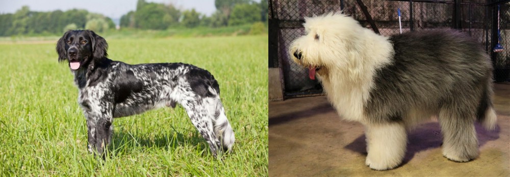 Old English Sheepdog vs Large Munsterlander - Breed Comparison