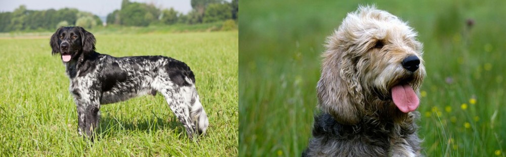 Otterhound vs Large Munsterlander - Breed Comparison
