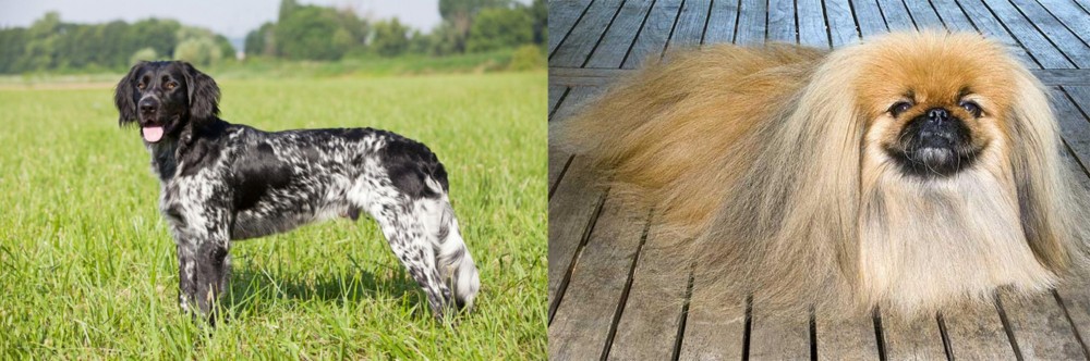 Pekingese vs Large Munsterlander - Breed Comparison