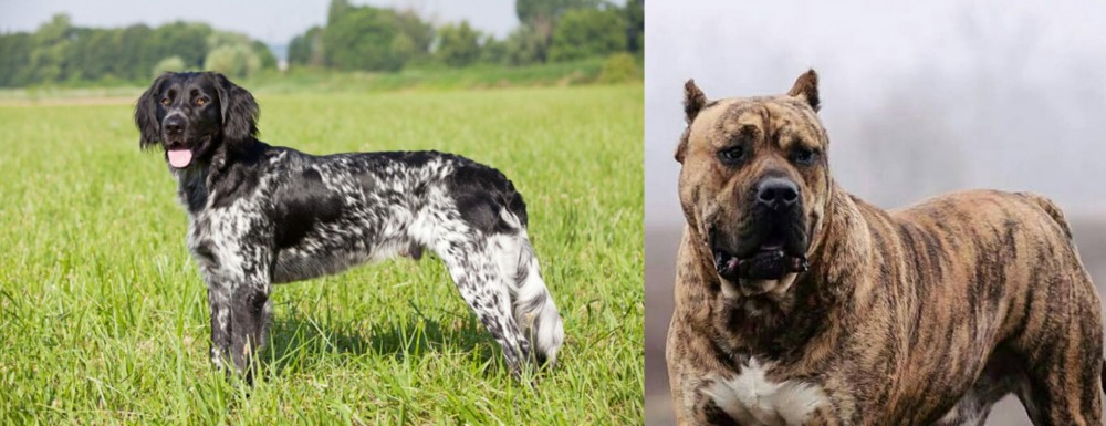 Perro de Presa Canario vs Large Munsterlander - Breed Comparison