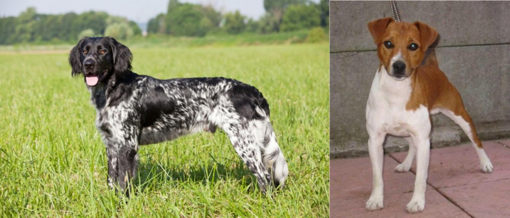 Plummer Terrier vs Large Munsterlander - Breed Comparison