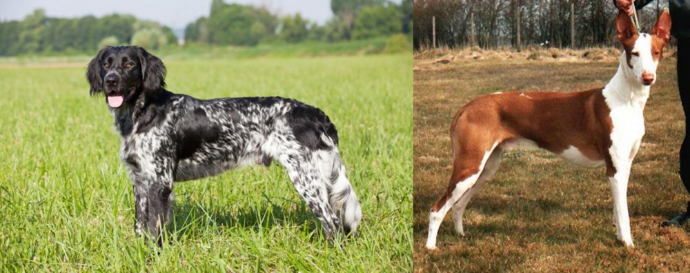 Podenco Canario vs Large Munsterlander - Breed Comparison