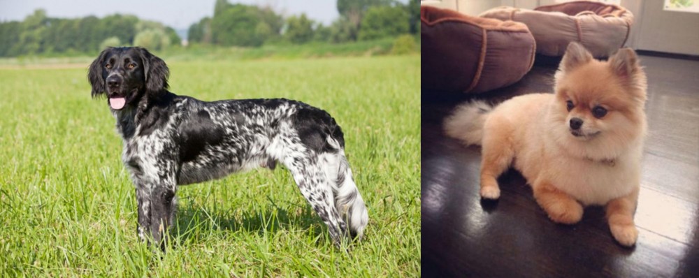 Pomeranian vs Large Munsterlander - Breed Comparison